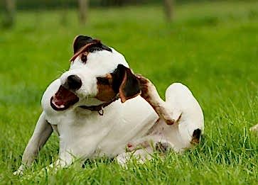 Köpeklerde Pirelerden Korunmanın Yolları Nelerdir?