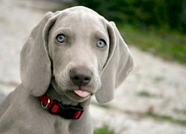 Köpeklerin Eğitiminde En Etkili Yöntemler ve Teknikler