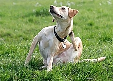 Köpekleri Pire ve Kenelerden En Etkili Koruma Yolları Nelerdir?