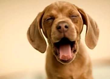 Yavru Köpekler Ne Zaman Sokağa Çıkarılmalıdır ?