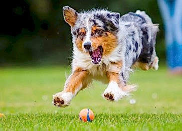 Köpeklerde B12 Vitamini Önemi ve Eksiklik Belirtileri