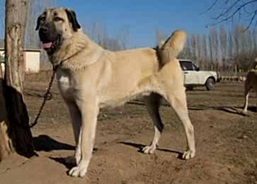 Kangal Cinsi Köpek Özellikleri ve Bakımı
