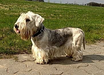 Cesky Terrier Özellikleri ve Bakımı