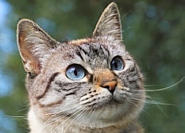 Kedilerde Burun Tıkanıklığı Neden Olur?