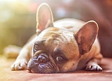 Köpekleri Kenelerden Koruma Yöntemleri