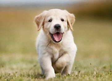 Yavru Köpekler Neden Titrer? Sebepleri Nelerdir?
