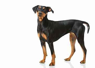 Alman Pinscher Köpek Irkının Genel Özellikleri ve Bakımı