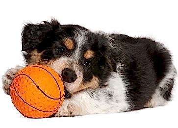 Border Collie Cinsi Köpek Özellikleri ve Bakımı