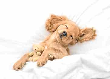 Uyuyan Köpekler: Köpekler Rüya Görebilir mi?