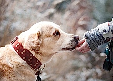 Köpeğinize Temel İtaat Komutlarını Kolayca Öğretmenin Yolları