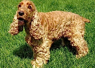 Amerikan Cocker Köpek Irkı Genel Özellikleri ve Bakımı