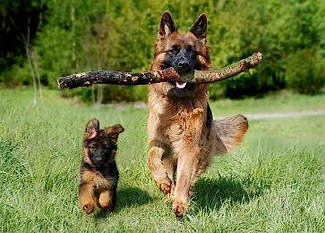 Köpeğinizin Mutlu Olduğunu Nasıl Anlarsınız? İpuçları ve Belirtiler