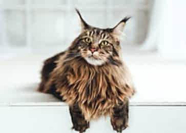 Maine Coon Özellikleri Nelerdir Bakımı Nasıldır?