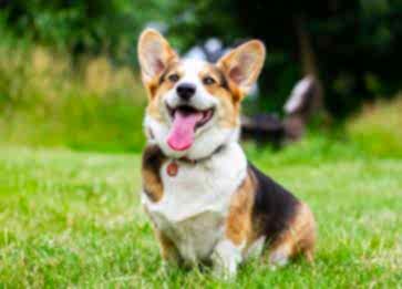 Köpek İdrar Kokusu Nasıl Giderilir? Köpek İdrar Kokusu Giderme