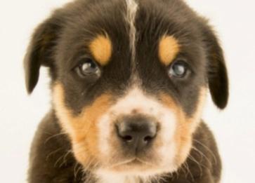 Köpeklerde Görülen Göz Hastalıkları Nelerdir?