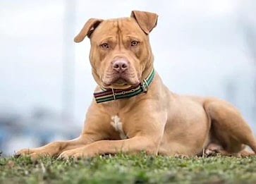 Köpeklerle Yapabileceğimiz Eğlenceli ve Yararlı Etkinlikler Nelerdir?