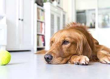 Köpeklerde Hapşırmaya Sebep Olabilecek Belirtiler