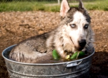 Köpeklerin Kulakları Neden Kesilir? Amaç Nedir ?