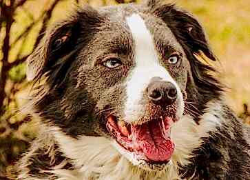 Köpeklerde Yaşlanma: Yaşlı Köpeklerin Bakımı ve İhtiyaçları Nelerdir ?