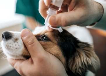 Köpeğimin Hasta Olduğunu Nasıl Anlarım?