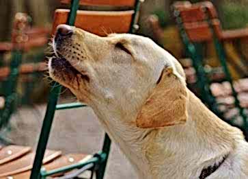 Köpek Hırlama Nedenleri Nelerdir ve Köpekler Neden Hırlar