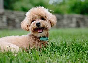 Köpekler Kenelerden Nasıl Korunabilir?