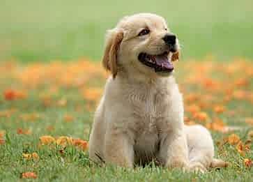Yavru Köpekleri Mutlu Etmenin Yolları
