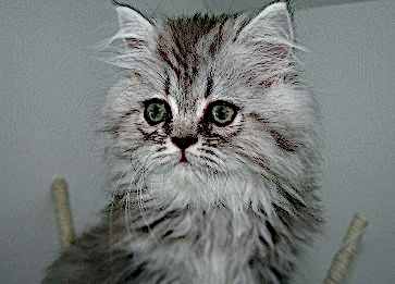 Kedi Sahiplenmeden Önce Bilmeniz Gereken 10 Şey