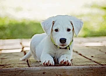 Köpekler Çikolata Yiyebilir mi? İşte Cevabı...