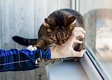 Kedim Beni Neden Isırıyor? Kedi Isırması Nasıl Önlenir?