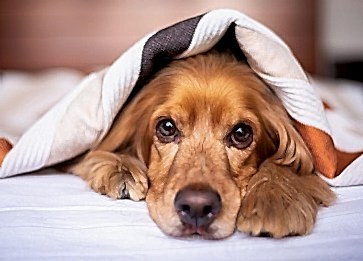 Köpeklerde Sadakat Duygusu Bilimsel Olarak Nasıl Açıklanıyor?