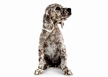 English Setter Cinsi Köpek Özellikleri ve Bakımı