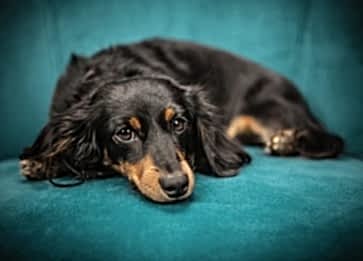 Köpeklerde Aşı Takvimi: Hangi Aşı Ne Zaman Yapılmalı?