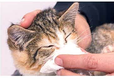 Kedi Nezlesi Belirtileri ve Tedavi Yöntemleri Nelerdir?