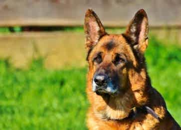 Farklı Köpek Irkları ve Özellikleri