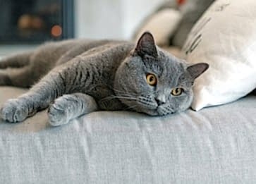 Kediler Kucağımızda Uyumayı Neden Çok Severler?
