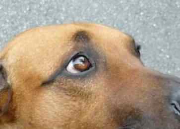 Köpekler Renk Körü mü? Köpekler Hangi Renkleri Görüyor?