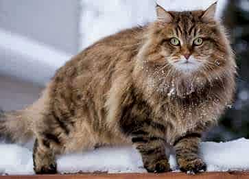 Sibirya Cinsi Kedi Özellikleri ve Bakımı