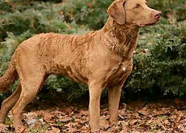 Chesapeake Bay Retriever Cinsi Köpek Özellikleri ve Bakımı