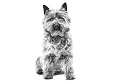 Cairn Terrier Köpek Irkı Özellikleri ve Bakımı