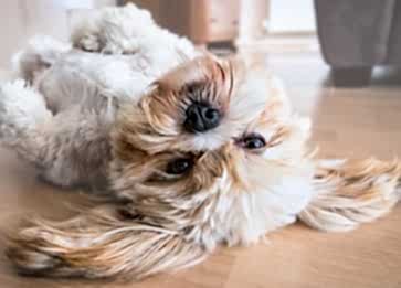 Köpeklerde Diş Dökülmesi ve Sebepleri