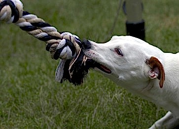 Köpeklerde Davranış Bozuklukları: Sebepleri ve Çözümleri