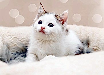 Kedilerle Araba Yolculuğu Yapmak İçin Öneriler