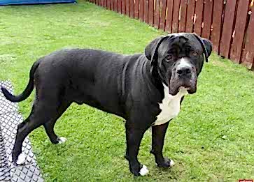 Bandogge Mastiff Cinsi Köpek Özellikleri ve Bakımı