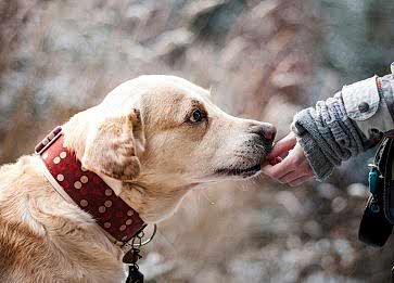Köpeklerde Kaşıntı Sebebi Nedir? Köpekler Neden Kaşınır?