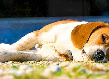 Köpeklerde Egzersiz: Sağlıklı ve Dengeli Bir Yaşam İçin Gerekli Aktiviteler