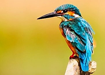 Kuşların Dilinden Anlamak: İletişim ve Zeka