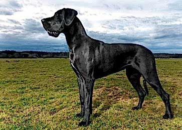 Köpek Bakımı: Sadık Dostlarımıza En İyi Şekilde Nasıl Bakabiliriz?