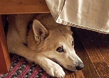Köpeğim Çok Korkuyor. Sebebi Ne Olabilir?
