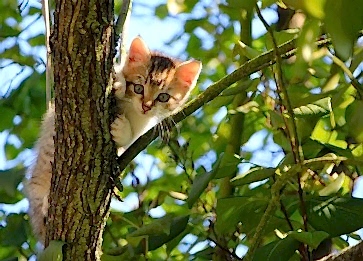 Kedi Sahiplenme Rehberi: Barınaktan Kedi Alma Süreci